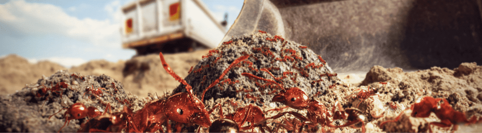 Fire Ants